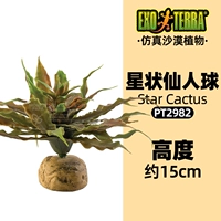 Star -Capered cactus pt2982 015561229821