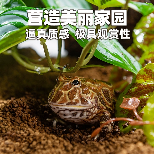 Восхождение на ландшафтные заводы для ландшафта животных живут в крабе, ящерица земли, ящерицы для подъема дождевых лесов Зеленые растения, чтобы избежать декоративных украшений