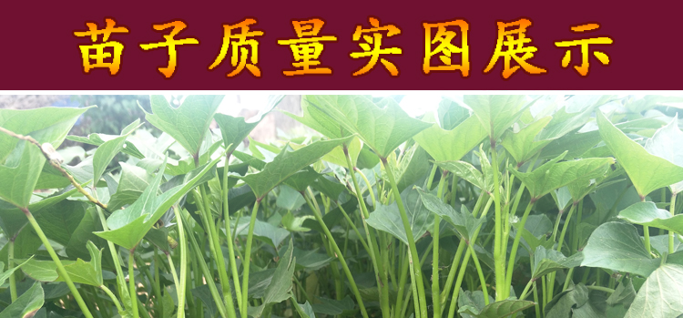 烟薯25号蜜薯苗糖心红薯头茬苗100株