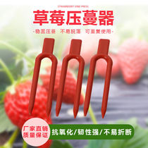 Strawberry Press Tendrils Pure Raw Material Round Mouth Pressure Miao Fork Rooting Fixed Clip Vine Man Fixer Watermelon Plastic Fork