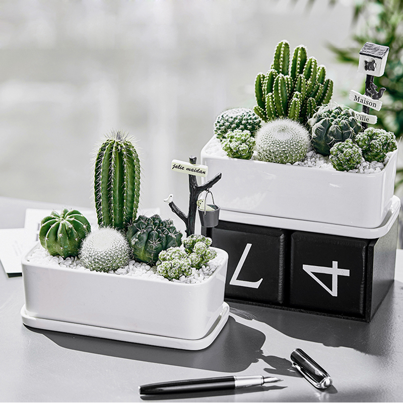 Cactus potted office desktop easy to feed succulent plants indoor creative green plant bonsai cactus micro landscape