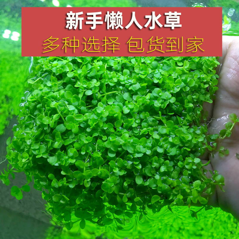 Live water grass tank landscaping package negative water ficus sunken wood freshwater soilless plants oxygenation lying on the ground dwarf pearl real grass