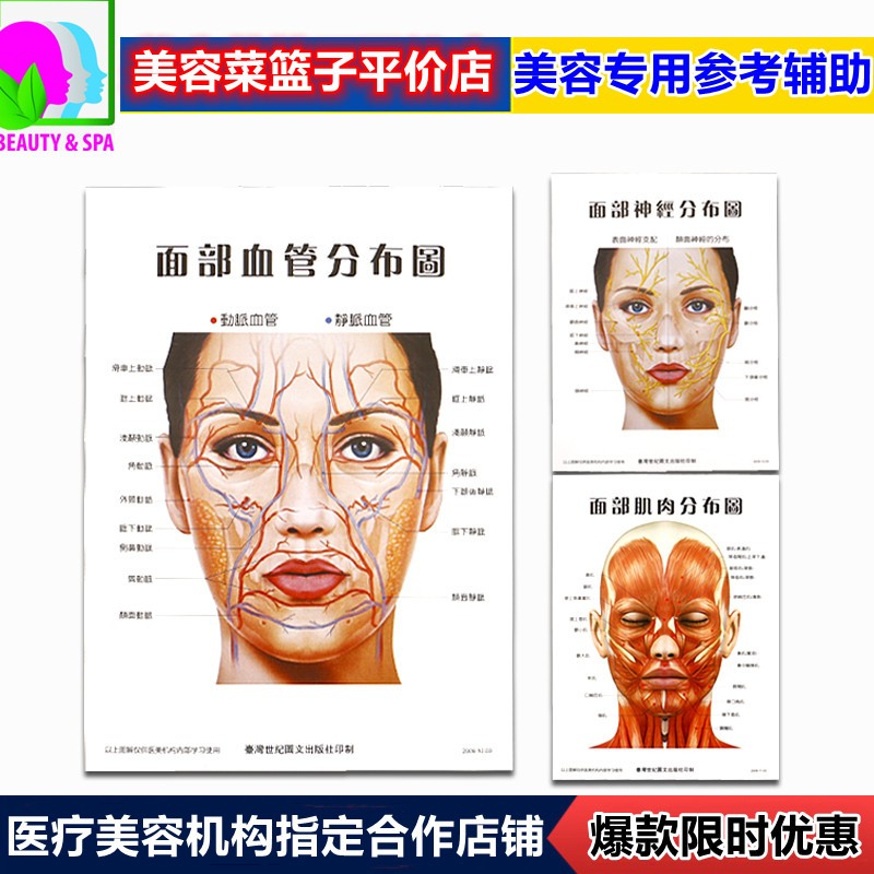 面部血管神经肌肉分布图一套三张美容整形从业参考辅助挂图