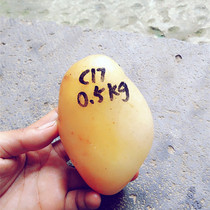 Natural Yellow Dragon Jade yellow wax stone original stone stone chicken oil yellow hair C17