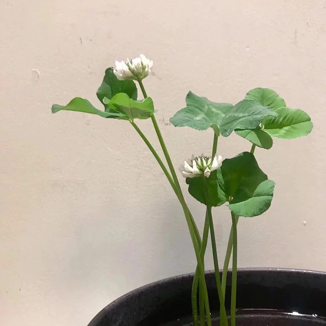 15 years of word of mouth stretch mark repair essential oil fat pang lines zhearoma