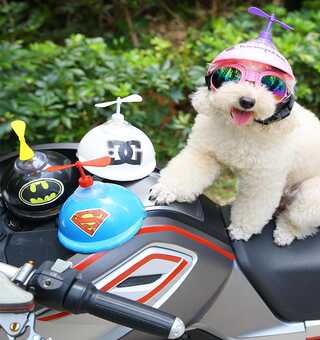 狗头盔网红宠物安全帽发斗泰迪机车头帽抖音同款猫咪头盔可爱猫帽