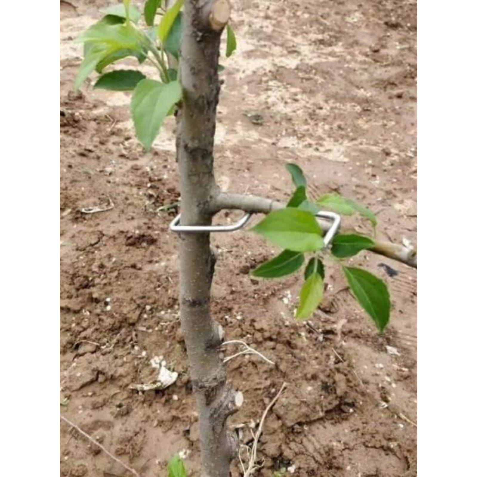 果树压枝神器:樱桃苹果树拉枝开角别枝多功能柑橘树枝定型农用工具,果园主必备!🌿-别枝器-淘宝百科网