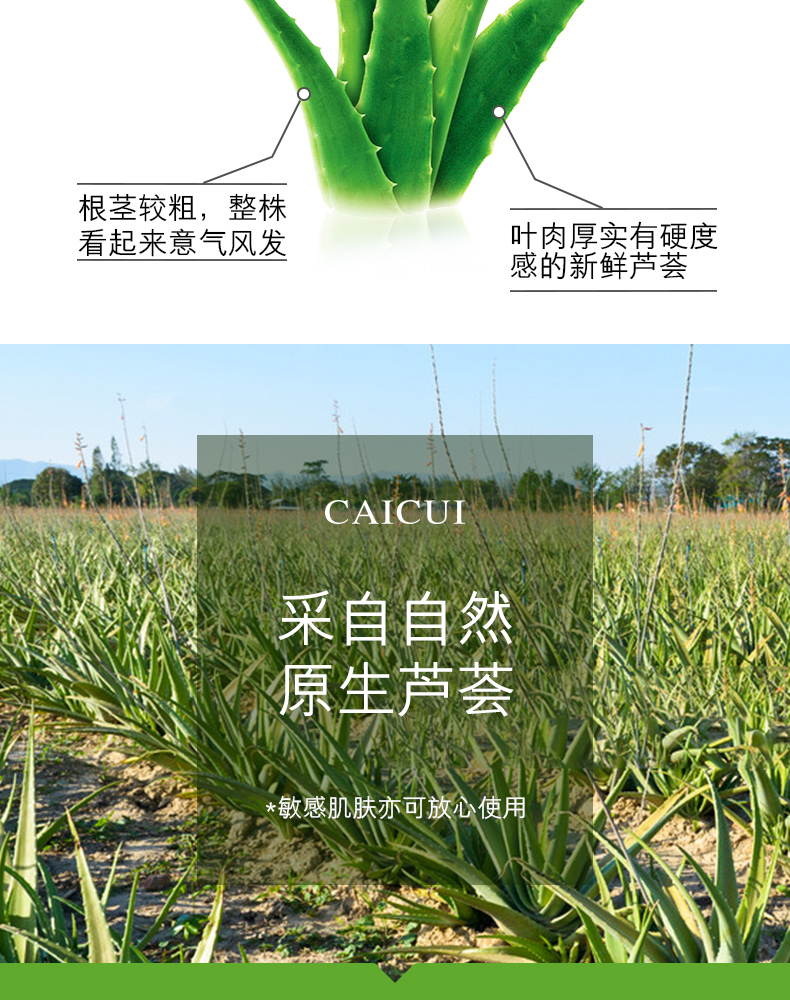 [300 gam chai lớn] chiết xuất aloe vera gel chính hãng mụn phai mụn trứng cá marks nữ men kem dưỡng ẩm kem dưỡng ẩm hatomugi