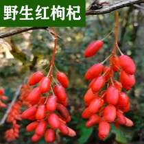 Wild wolfberry 500g pure natural super tea non-washing structure Dog Red 250g Ningxia Zhongning Wolfberry