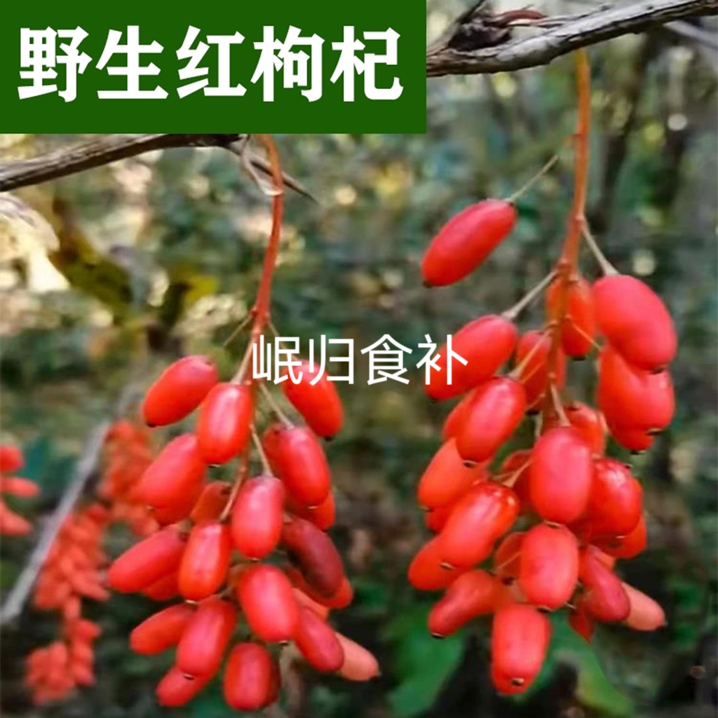 Wild wolfberry 500g pure natural special tea free washing of the berry dog red gold berry non 250 g Ningxia Zhongning Golfberry