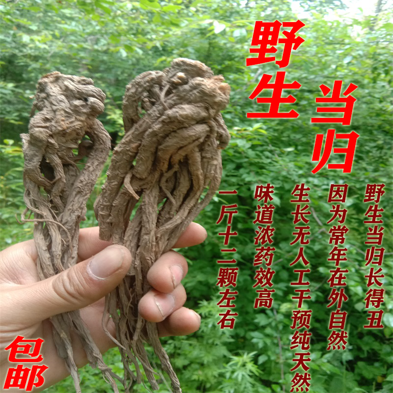 Wild angelica strips 500 grams can be cut angelica tablets Minxian wild angelica non-wild small angelica