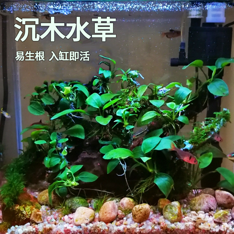 Fish tank aquatic plant with view of tree deer angle button pepper pond soil herb plant outdoor fish pool