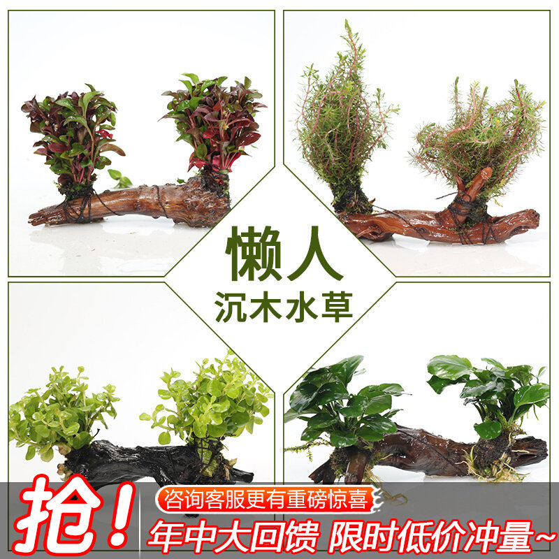 Sinkwood Aqua Grass Tree Fish Tank Decorated with view package Small water banyan Real Water Grass Ornamental Fish Pretzels Vegetal Forest