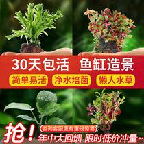 Goldfish fish grass cylinder made of scenery water grass red palace tins fish climbing short pearl small water banyan water plant purifying water quality