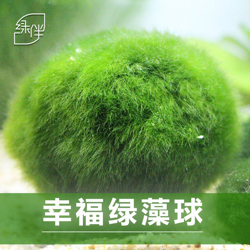 Green algae ball small fish tank Aquarium landscaping decoration Real aquatic grass Seed plant living foreground grass Lazy man algae ball