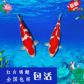 夏鳞观赏鱼养殖基地的LOGO