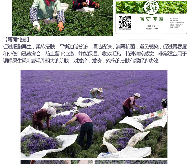 Nước hoa oải hương nguyên chất hoa hồng tinh khiết Hoa cúc tinh khiết - Tinh dầu điều trị tinh dầu dễ ngủ