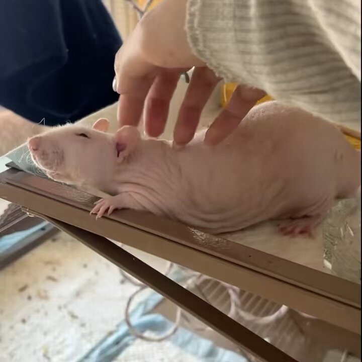 🌸寻找理想宠物?这款花枝鼠太治愈了!🐾-仓鼠-淘宝好物网