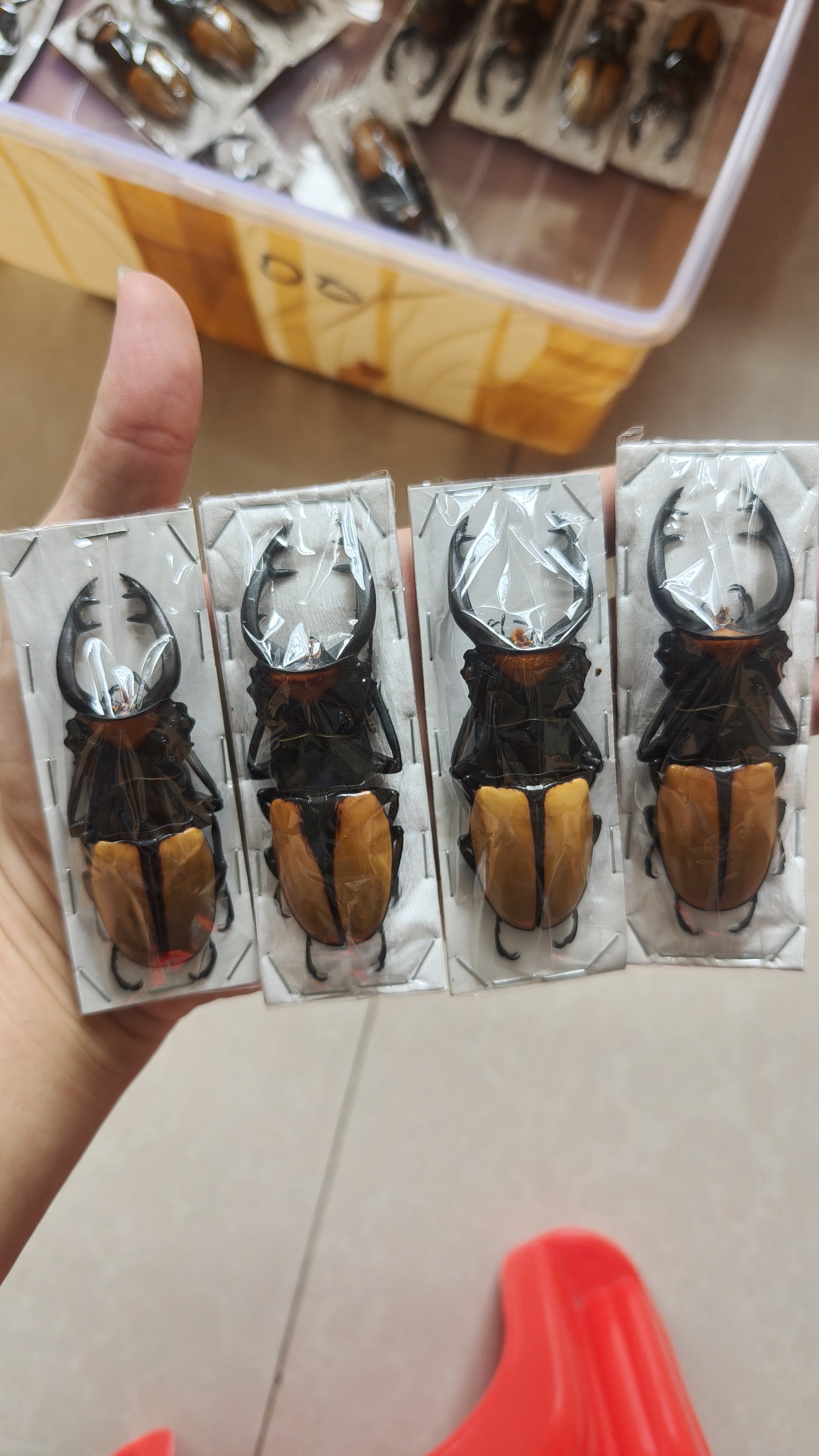 フトオアゲハ ♂標本台灣産有名種101mm美麗標本・入手困難・貴重種→♀大珍品 拉克达尔鬼艳锹甲A1标本：虫界新宠，收藏界的艺术品！-甲虫-淘宝