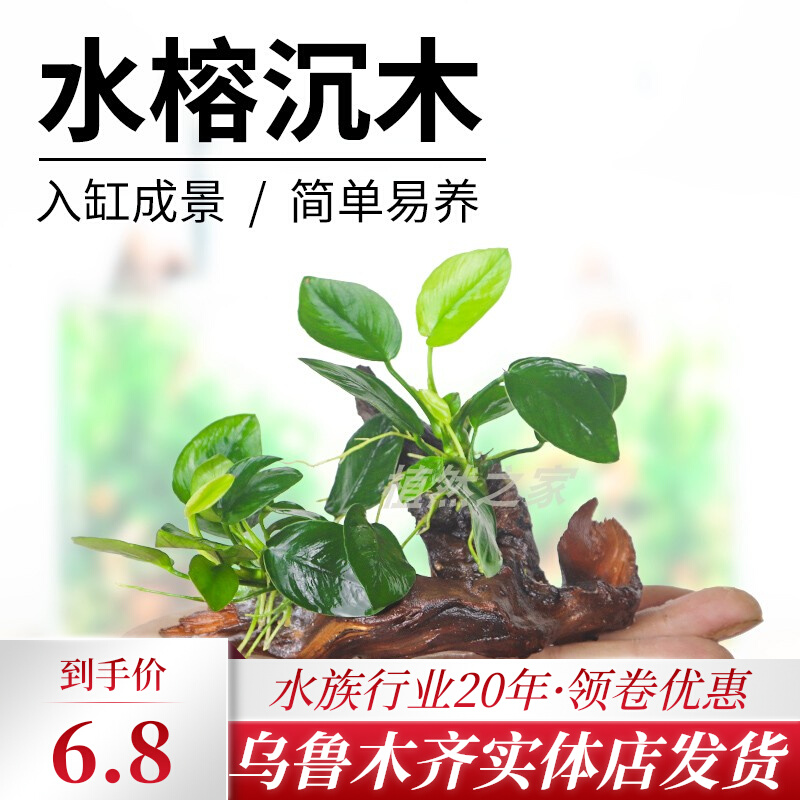 Sinkwood Water Banyan Water Grass Living Freshwater No Soil Fish Tank Building Plan Real Grass Plant Decoration Sloth-Negative Water Grass