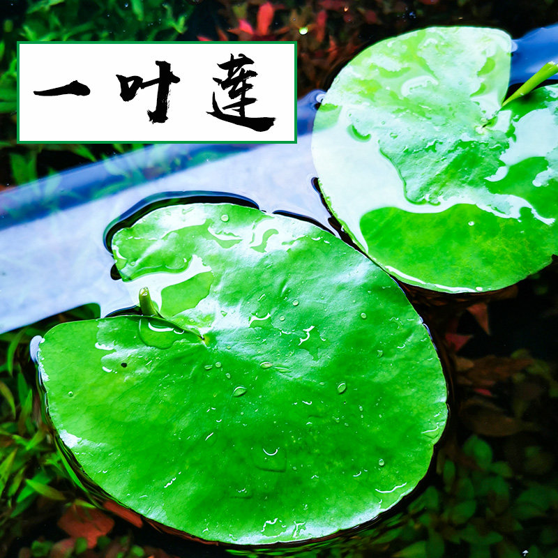One Leaf Lotus Flower plant with flower bud Mini small leafy sleeping lotus fish tank duckweed The Four Seasons Micro Landscape Good to raise the water grass