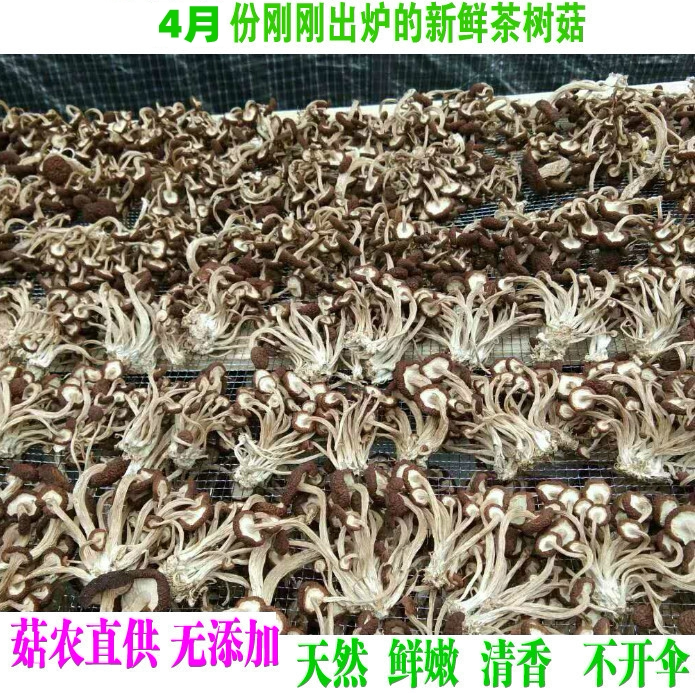 23 years new goods Fujian Jianning short-handled super farm unopened tea tree mushroom dry goods pure natural fragrant tender sulfur-free