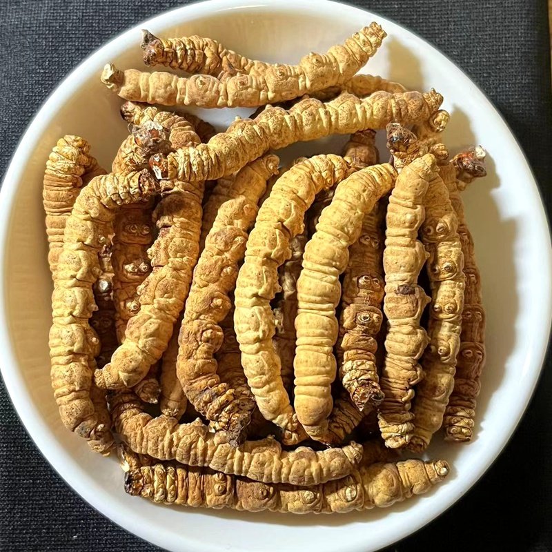 青海玉树一级天然正宗冬虫夏草：为何它比那曲更胜一筹？2026养生新潮流