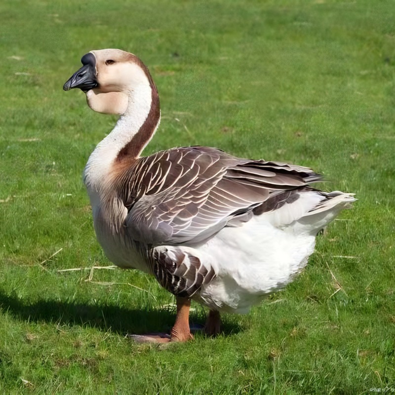 15只装大种灰鹅活苗：打造你的家庭农场，宠物鹅新宠儿！🌟