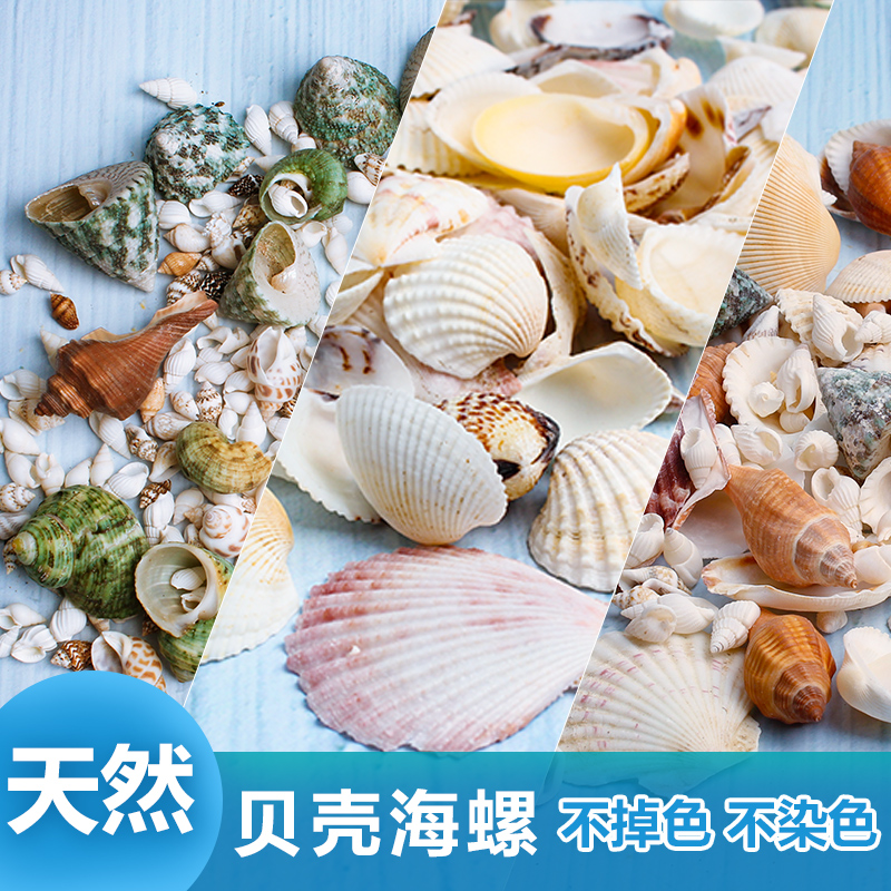 Fish House Natural Shells Sea Snail Sea Star Fish Tank Ostomy Stiletto Drift Bottle Decoration Curly Berfish Sustena Crab Shell