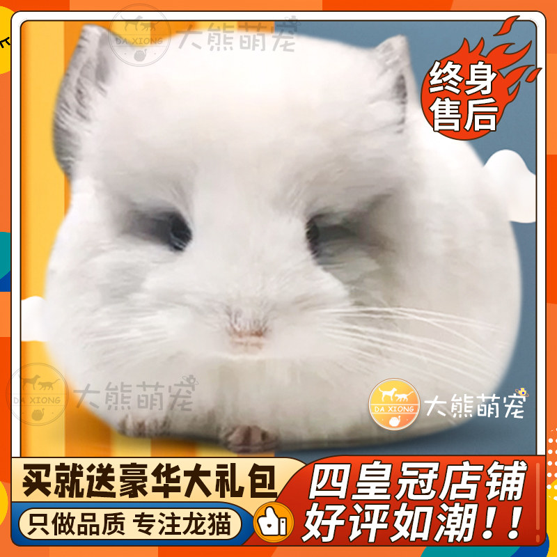 Dragon Cat Living Things Delivery Cage Home Breeding Cute Pets Long Hair Cub Live Paparazzi doll Peugash has been vaccinated