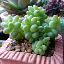 Succulents new jade ornaments potted plants good radiation-proof green plants creative flowers new rare and expensive goods four seasons cute meat