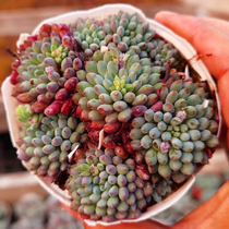 Succulents small blue clothing Yunnan new rare and expensive combination potted plant office balcony desktop cute meat