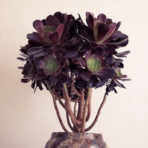 Succulents black mage purple cashmere group of long long old pile radiation-proof green plant potted creative adorable flower gardening