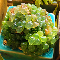 Meat succulents combination potted small green plants Flower jade dew Big good long-term old pile through the window crystal