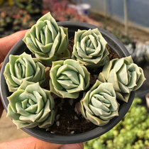 Succulent plant cute rose group multi head anti-radiation green plant potted creative mini flower New cute meat meat