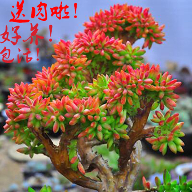 Succulents are rare, rare and expensive with potted pudding, jade dew, red juvenile lotus, peach, single-headed, multi-headed old pile special soil