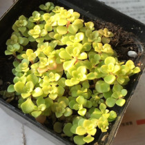 Succulents pill leaf golden grass combination potted plant Yunnan new rare and expensive green plant gardening flower cute meat