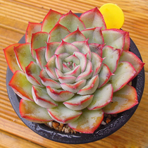 Succulent plant Orion green plant combination potted office desktop plant anti-radiation green plant flower cute meat meat