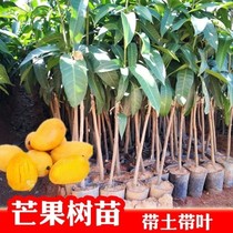 Authentic mango sapling grafted seedling Jinhuang Xiaotai Guifei Guiqi mango grafted fruit sapling planted in the south of Guangdong