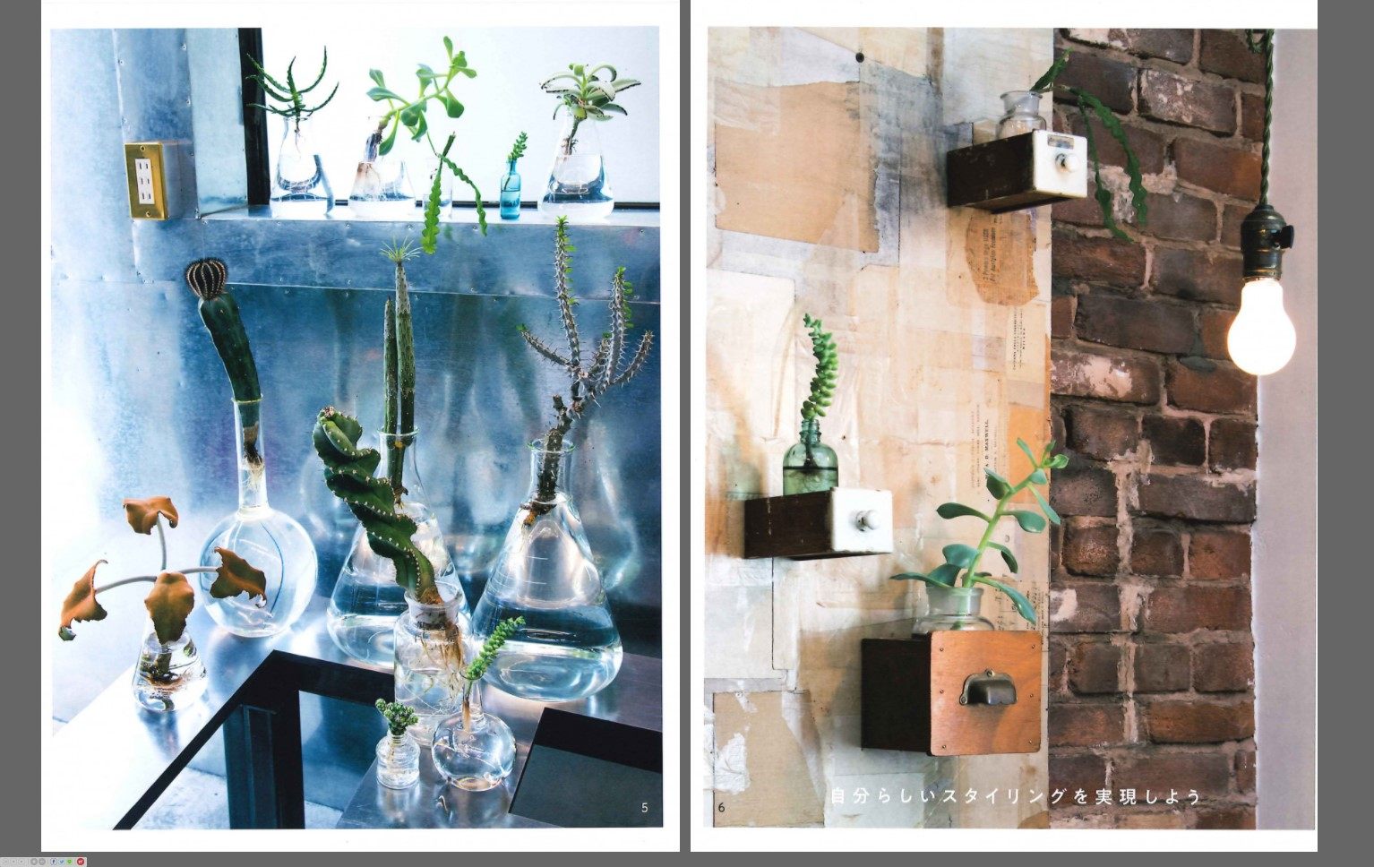 多肉植物の水耕栽培培育植物實用書刊日本米原政一9 29