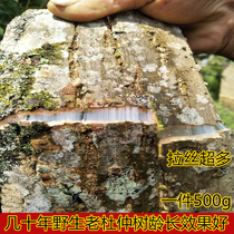 Eucommia bark dried raw Eucommia bark old bark silk neem bark cotton bark gum tree soaked wine Chinese herbal medicine 500g