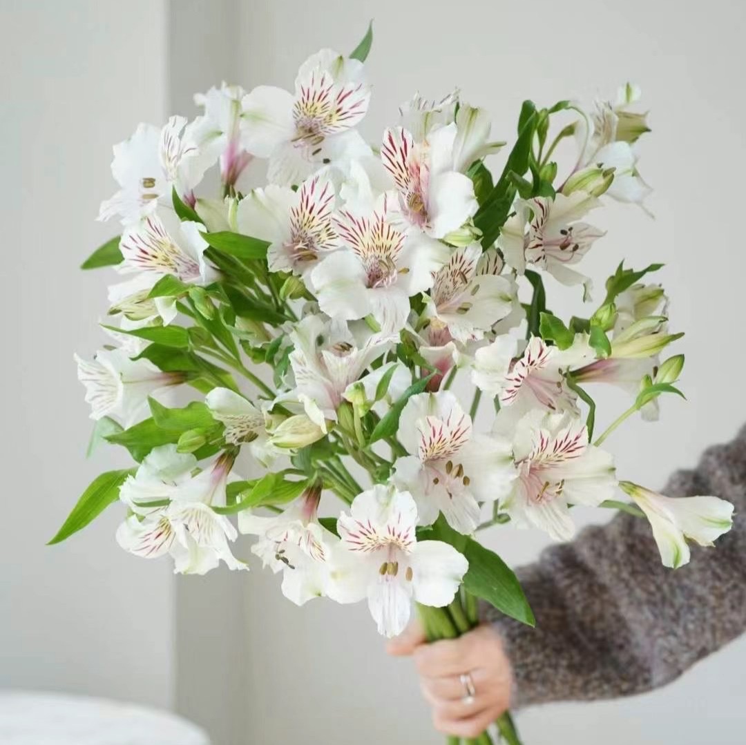 六出花水仙百合粉白紅橘黃鮮花快遞上海同城江浙滬皖兩紮包郵家用