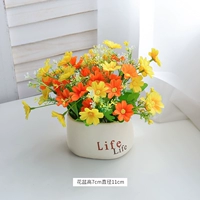 Sunset Red Dance Chrysanthemum