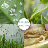 Япония Mitsui Arahide Cordyamine Rice, рис, овощи, овощи, белый порошок, пони -зеленый лист цикада, пестициды, пестициды