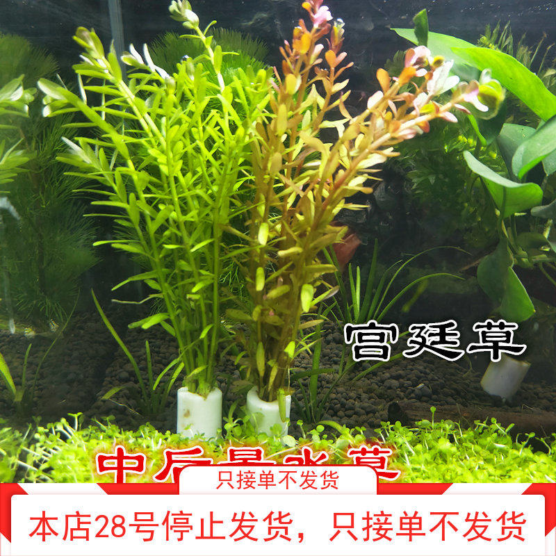 水族魚缸造景真活體水草宮廷草紅宮廷綠宮廷有莖中後景水下草