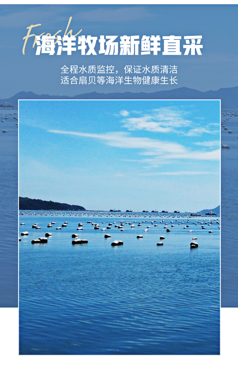 小牛凯西 蒜蓉粉丝扇贝 12枚 图5