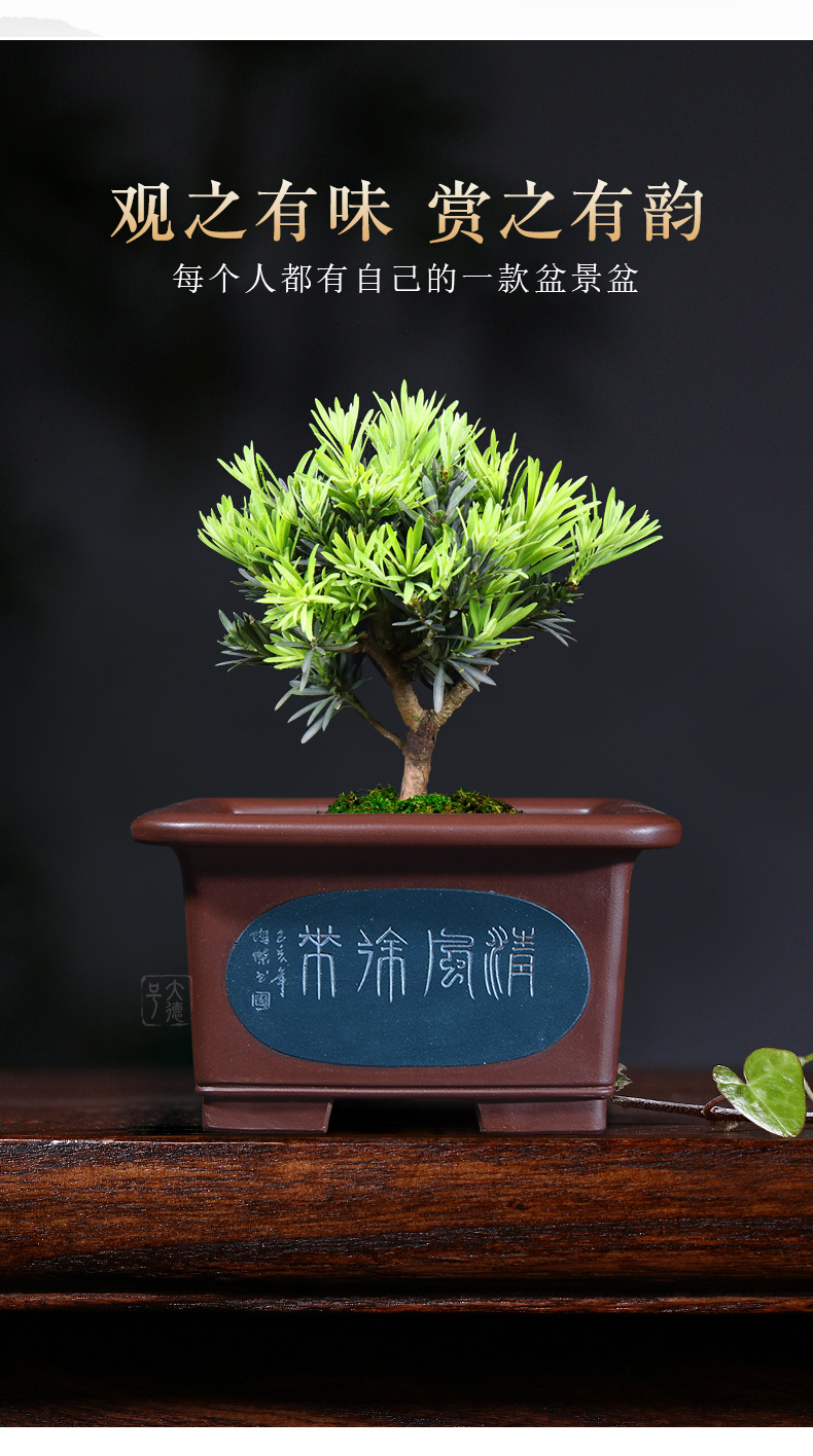 Greatness, yixing purple sand pottery and porcelain basin of flower pot in sifang fleshy clivia butterfly orchid breathable special pot the plants