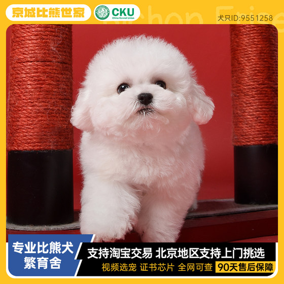 Beijing purebred bichon frize puppies pet dog living competition level kennel CKU blood male and female small body does not shed hair