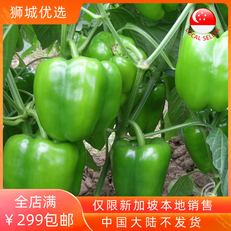(Vegetable) green bell pepper 1kg local shipment in Singapore