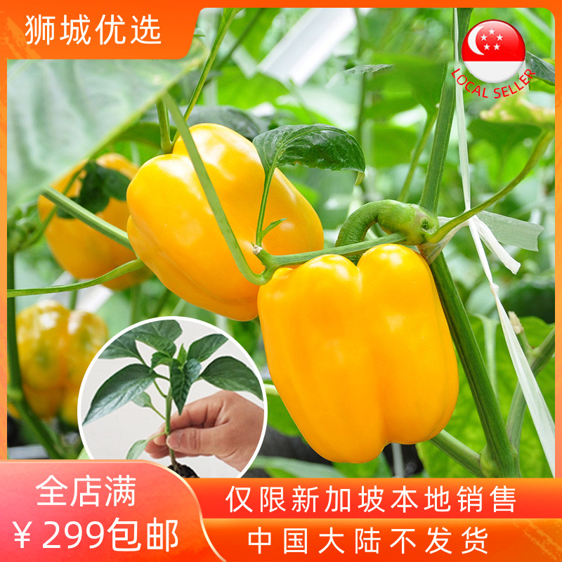 (Vegetable) Yellow bell pepper round pepper 1kg local shipment from Singapore